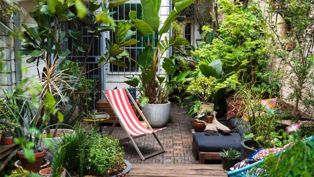 David Whitworth has created a vibrant, plant-filled, mostly potted garden in Sydney.