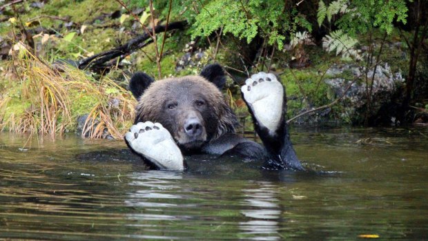 A bear enjoys a dip in a waterway in the Great Bear Rainforest.