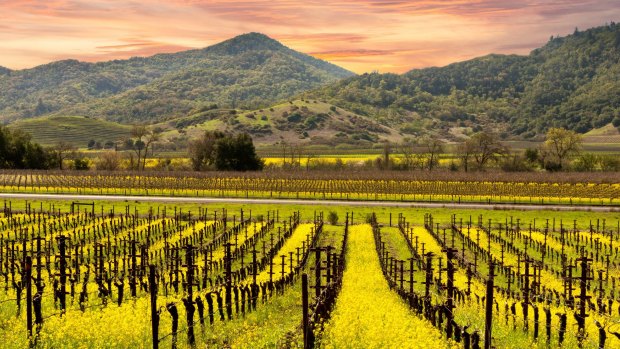 The Napa Valley has a sophisticated cultural life, impressive art galleries and artists' studios.
