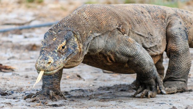 A Komodo dragon, the world's largest lizard. Indonesia plans to ban tourists from Komodo Island to help conserve the animals.