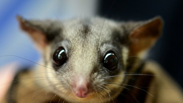 The Leadbeater's possum, one of Australia's threatened small species.