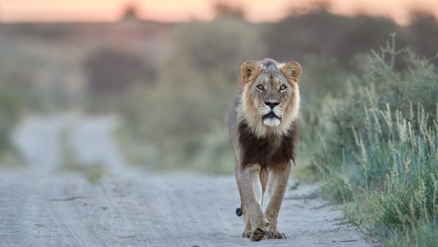 A black-maned Kalahari lion strolls along a road in Kgalagadi. 