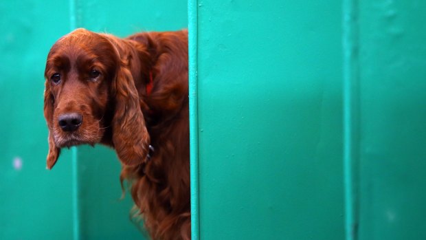 A red setter looks out from a booth on the first day of Crufts dog show.