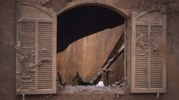 A dog is seen in a destroyed house at the town of Bento Rodrigues after two dams burst, in Minas Gerais state, Brazil.