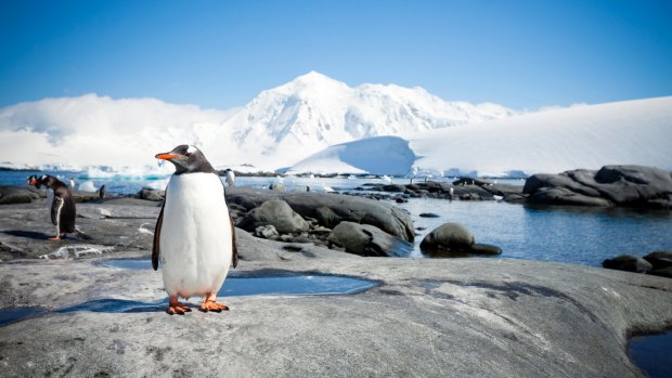 Chill out with penguins when the cruise hits Antarctica.