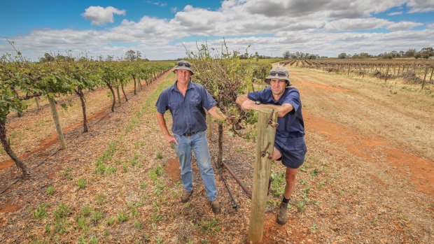 Russell McManus (left) with brother Neville among damaged vines.