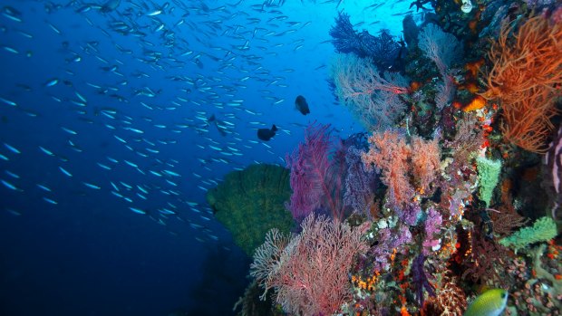 Underwater reef scene off Raja Ampat.