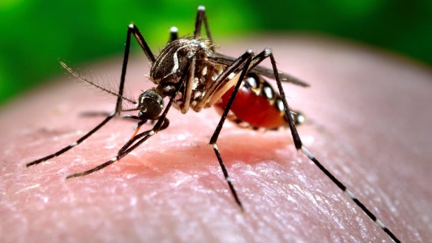 Dengue fever is spread by certain types of mosquitos and can be fatal.