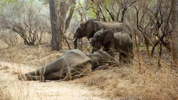 Two young elephants stand over a dead female elephant, poached for her tusks, in Tanzania's Selous Game Reserve. 