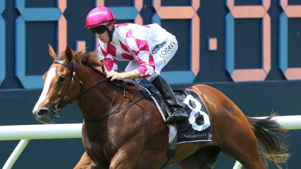 Back from injury: Champagne Cuddles looks to continue her winning ways at Randwick on Saturday.