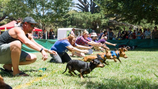 Action from the Dachshund races at the Bungendore show.