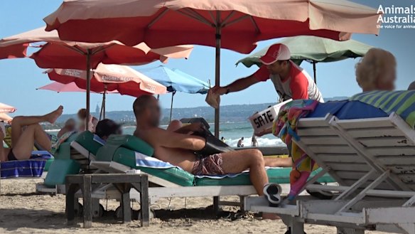 Dog meat is sold on a Bali beach.