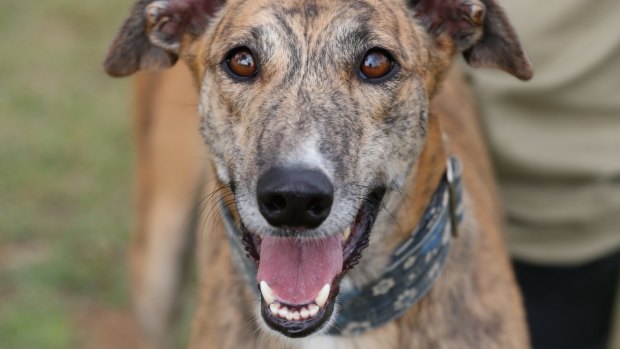 Police are investigating whether a dead greyhound found tied up in Capalaba is linked to the racing industry.