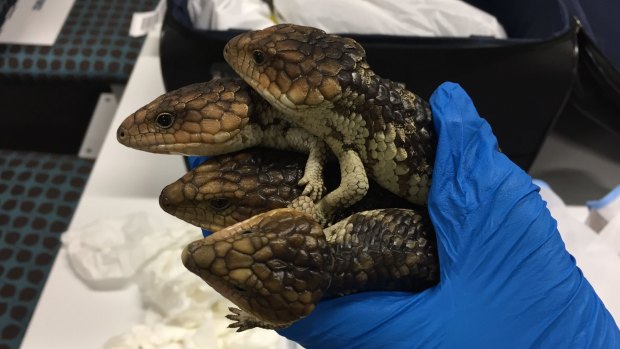 These bobtails were allegedly saved from the black market.