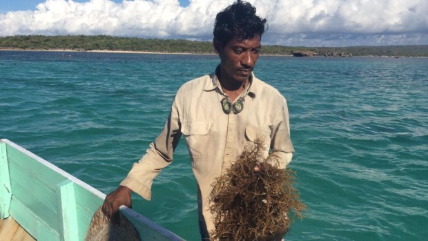 A seaweed farmer from the Indonesian island of Rote, where locals say their fish stocks and seaweed crops were devastated after the 2009 Montara oil spill in the Timor Sea.