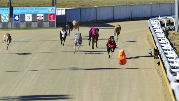 Greyhounds compete in at the Canberra Greyhound Racing Club on Sunday.