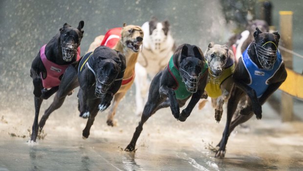 Greyhound racing has been banned in NSW following widespread cruelty revelations. 