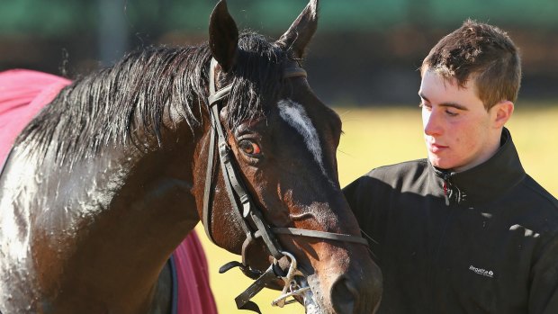 Up to the challenge: Adelaide with strapper David Bergin at Werribee. 
