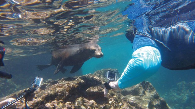 Snorkelling with sea lions off Bartolome Island. 