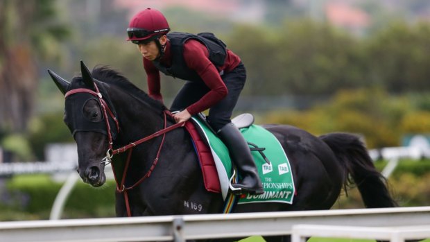 Ready to run: Dominant has settled into his temporary home at Canterbury with ease.
