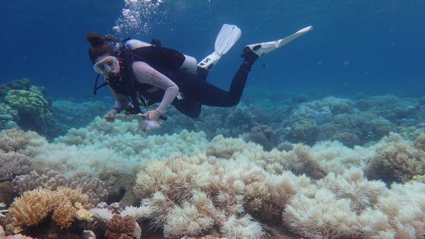Bleaching over the previous two summer killed about half the shallow water corals on the Great Barrer Reef.
