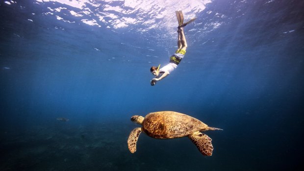 Swimming with a turtle in the Coral Sea.