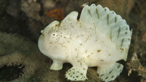Cute as: A juvenile striate anglerfish is spotted at a depth of 8 metres in the water off Clifton Gardens, Sydney. 
