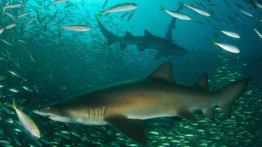 Pregnant grey nurse sharks visit the site for up to 12 months every two years.