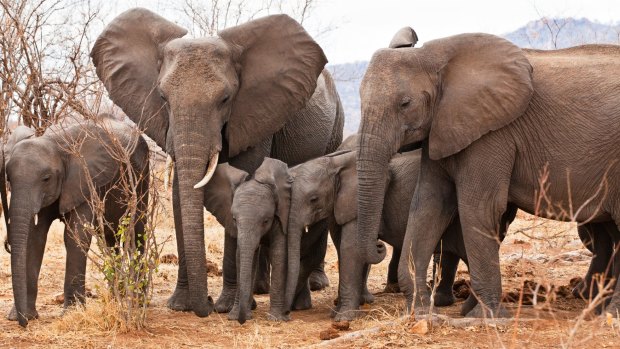 African Elephants in Ruaha National Park, Tanzania.