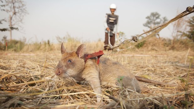 One of Cambodia's 'hero rats' sniffs for landmines.