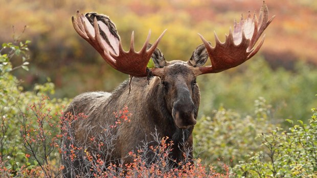 A bull moose at Denali National Park.