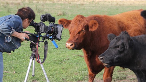 Billie Dean directing her rescued cows for the web series <i>Wisdom from the Paddock</i>.