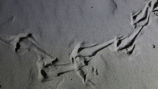 Kiwi tracks in the sand.

