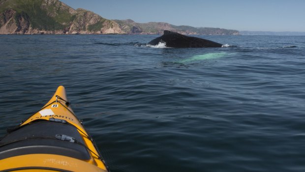 Kayaking with humpback, Francois, Newfoundland, One Ocean Expeditions. 