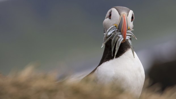 These cute little puffins weigh only half a kilogram, yet eat 300 grams of fish a day. 