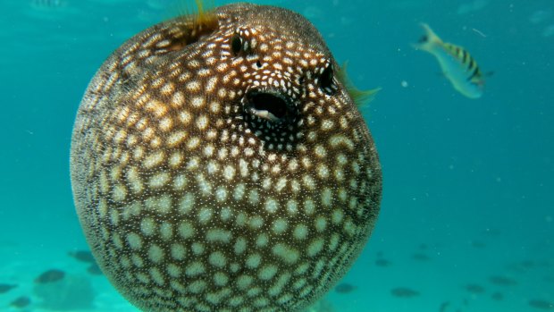 A pufferfish in its natural environment.