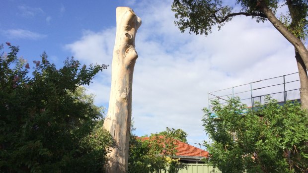 A gum tree was chopped in the same area earlier this year after someone poisoned it.