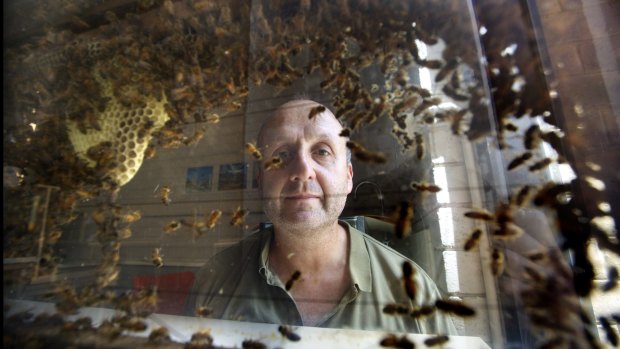Adrian Dyer examines honeybees at Melbourne University. 