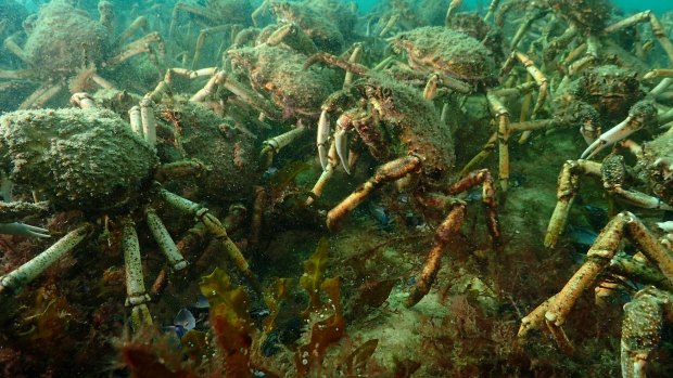 Some swarms can measure up to a metre deep as the crabs climb on top of each other, forming great underwater walls.