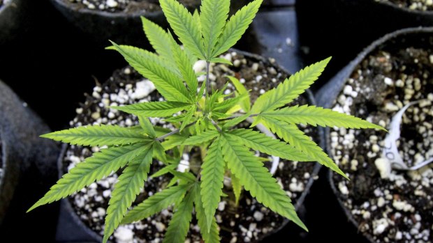 A stray dog led to the discovery of a marijuana crop.