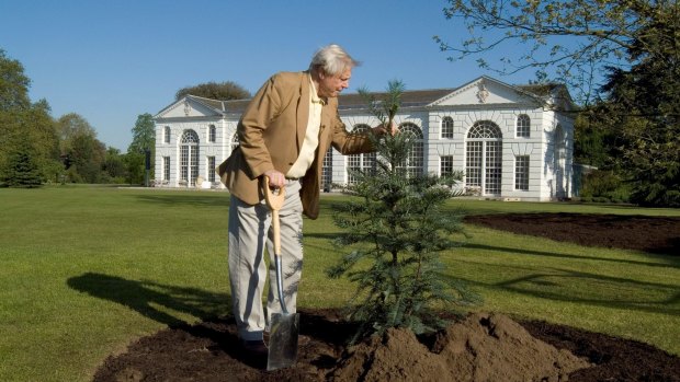Sir David Attenborough plants a Wollemi pine at Kew Gardens, London.