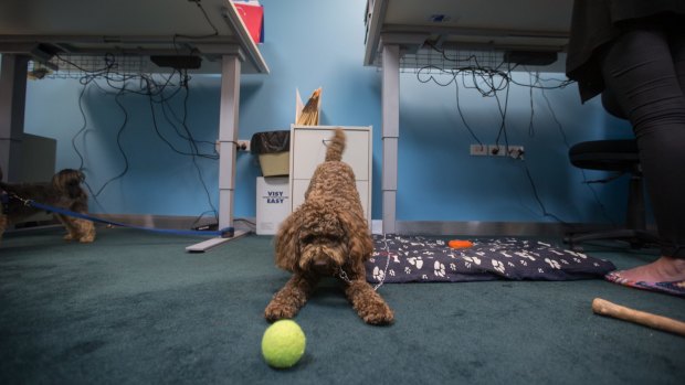 Suki, the labradoodle, at the VicHealth office in Melbourne on Friday.