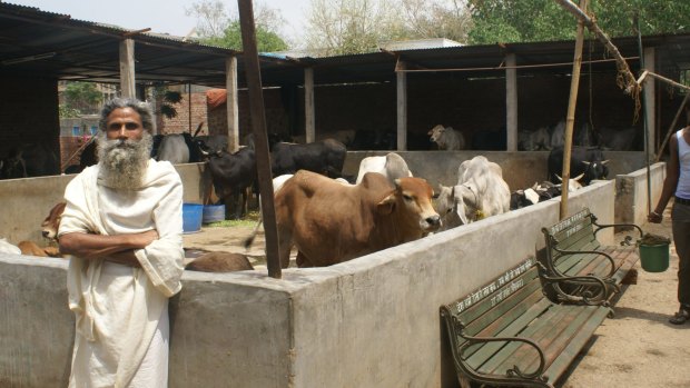Radha Kant Vats at his cow shelter in New Delhi. 