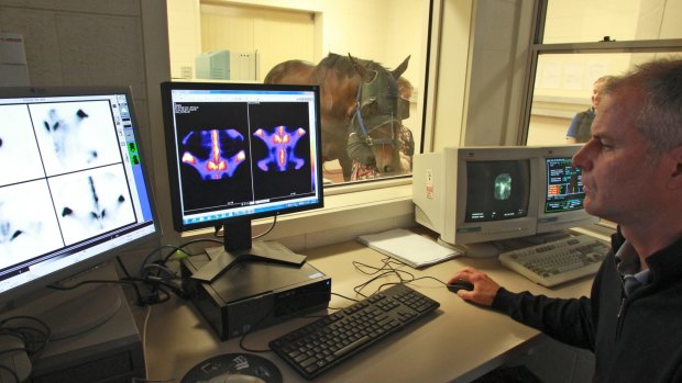 Chris Whitten studies scintigraphy scans of a horse at the Melbourne University equine centre at Werribee in November last year.