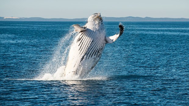 A Humpback whale breaches near Hervey Bay, Queensland. 