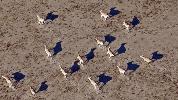 A 2010 photo of saiga antelopes on a plain in the Central Asian republic of Kazakhstan.