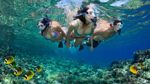 Snorkelling with raccoon butterflyfish, Maui.