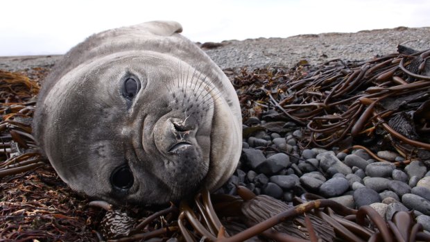 An elephant seal calf in the French sub-Antarctic territory of the Kerguelen Islands.