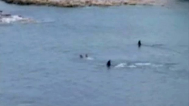 Two orcas approach, then swim past, two children in Enclosure Bay at Waiheke Island, off the coast of Auckland.