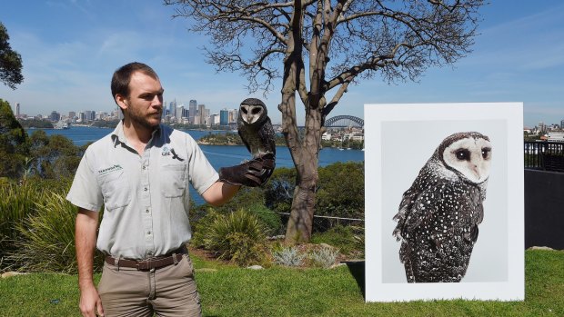 Taronga Zoo bird keeper Brendan Host holds Griffin the sooty owl with an image of  the bird taken by photographic artist Leila Jefferys.